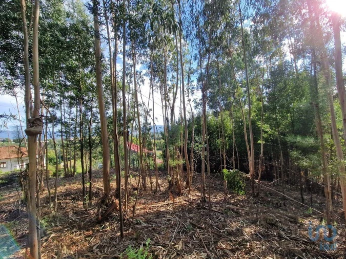 Terreno para Venda em Nogueira, Meixedo e Vilar de Murteda Foto 12