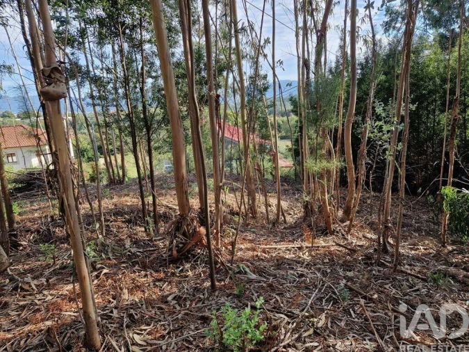 Terreno para Venda em Nogueira, Meixedo e Vilar de Murteda Foto 16