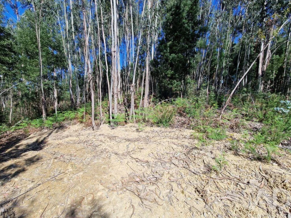 Terreno para Venda em Nogueira, Meixedo e Vilar de Murteda Foto 10