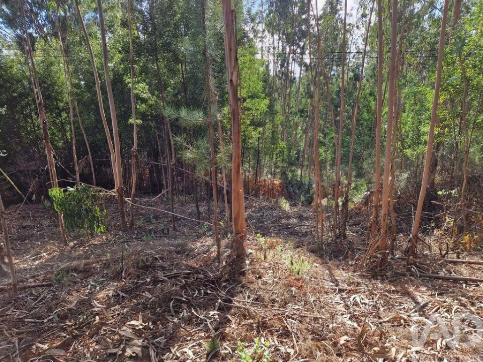 Terreno para Venda em Nogueira, Meixedo e Vilar de Murteda Foto 17