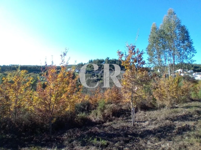 Moradia T5 para Venda em Castanheira de Pêra e Coentral Foto 36
