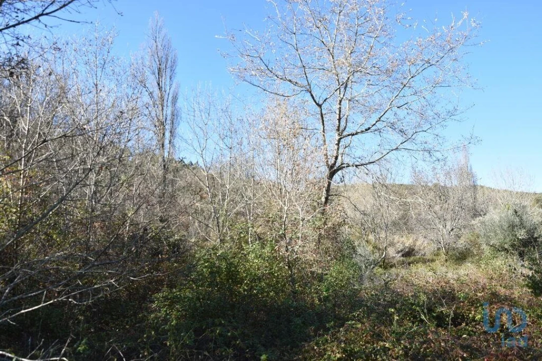 Terreno para Venda em Freixianda, Ribeira do Fárrio e Formigais Foto 10