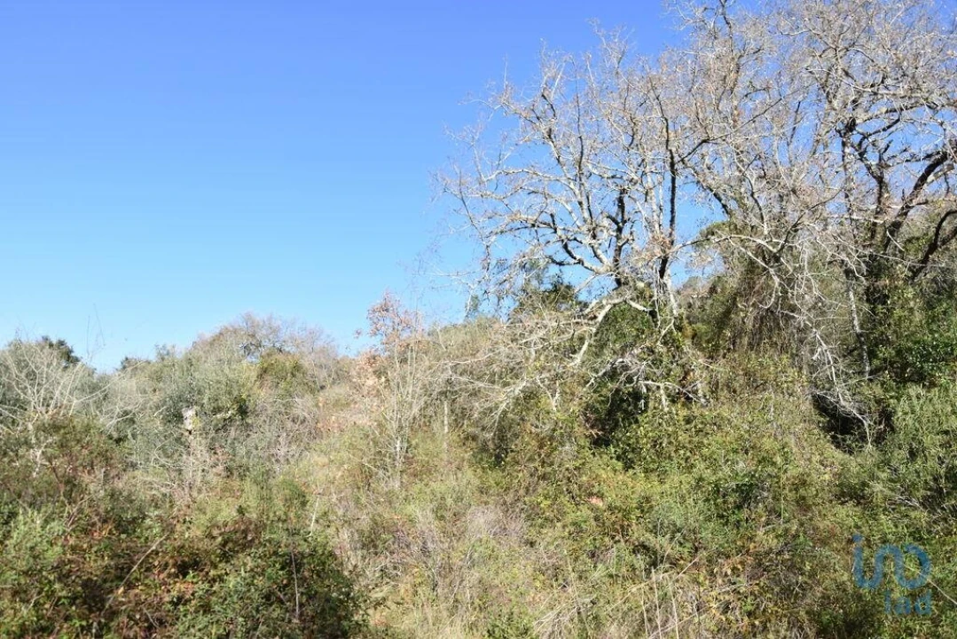 Terreno para Venda em Freixianda, Ribeira do Fárrio e Formigais Foto 11