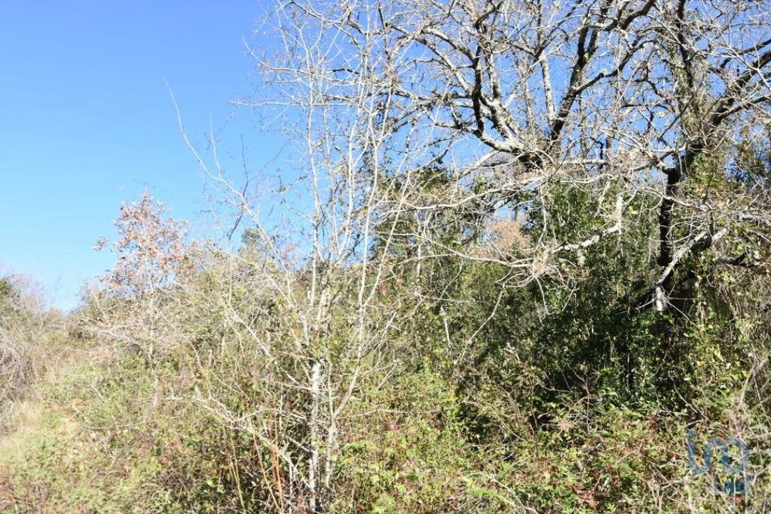 Terreno para Venda em Freixianda, Ribeira do Fárrio e Formigais Foto 13