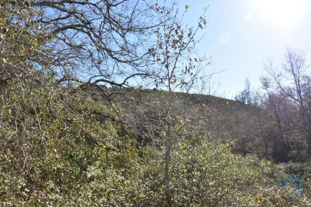 Terreno para Venda em Freixianda, Ribeira do Fárrio e Formigais Foto 5