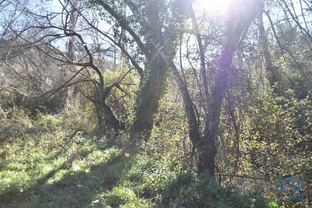 Terreno para Venda em Freixianda, Ribeira do Fárrio e Formigais Foto 3