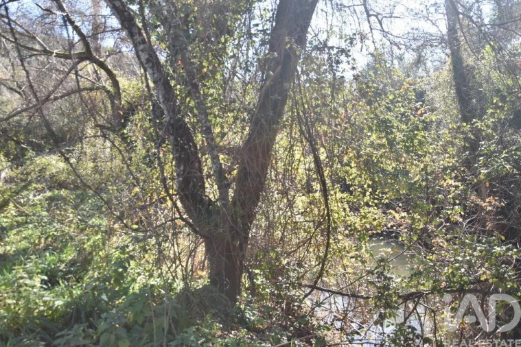 Terreno para Venda em Freixianda, Ribeira do Fárrio e Formigais Foto 15