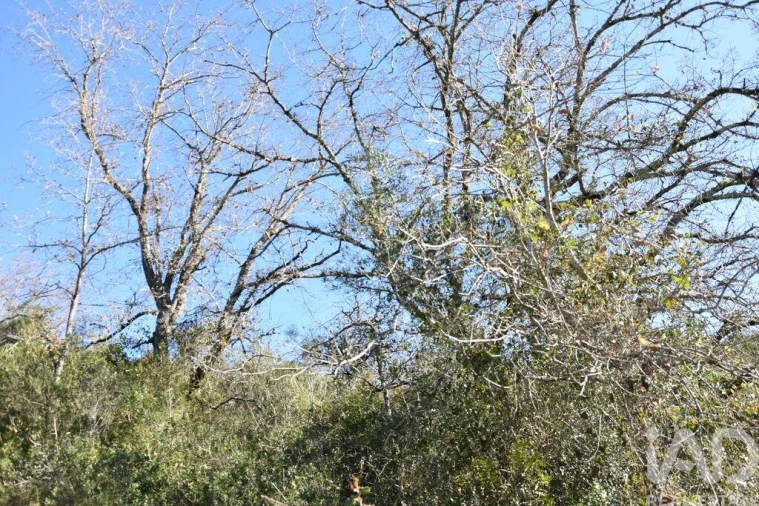 Terreno para Venda em Freixianda, Ribeira do Fárrio e Formigais Foto 22
