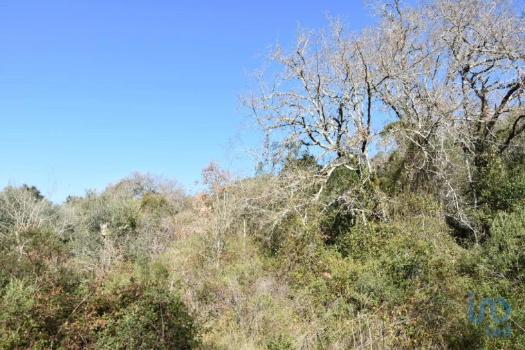 Terreno para Venda em Freixianda, Ribeira do Fárrio e Formigais Foto 11