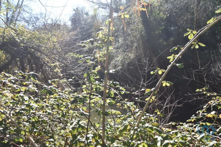 Terreno para Venda em Freixianda, Ribeira do Fárrio e Formigais Foto 4