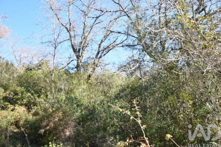 Terreno para Venda em Freixianda, Ribeira do Fárrio e Formigais Foto 21
