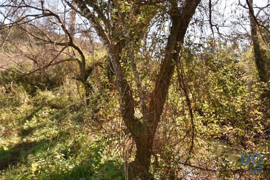 Terreno para Venda em Freixianda, Ribeira do Fárrio e Formigais Foto 1