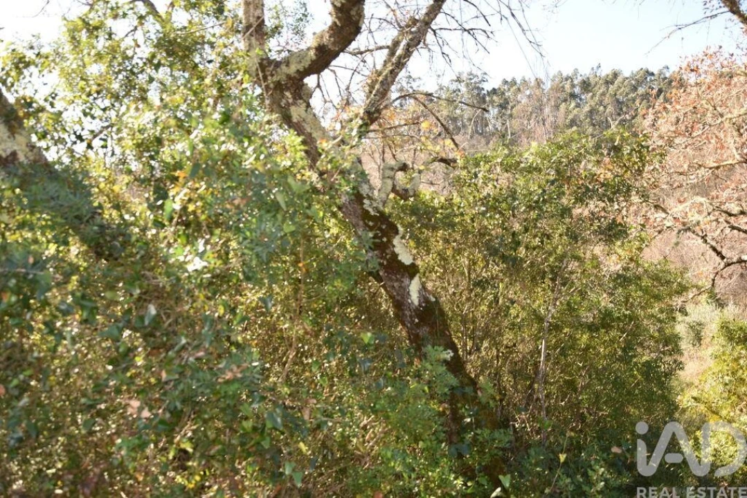 Terreno para Venda em Freixianda, Ribeira do Fárrio e Formigais Foto 28