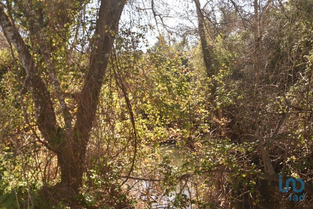 Terreno para Venda em Freixianda, Ribeira do Fárrio e Formigais Foto 2