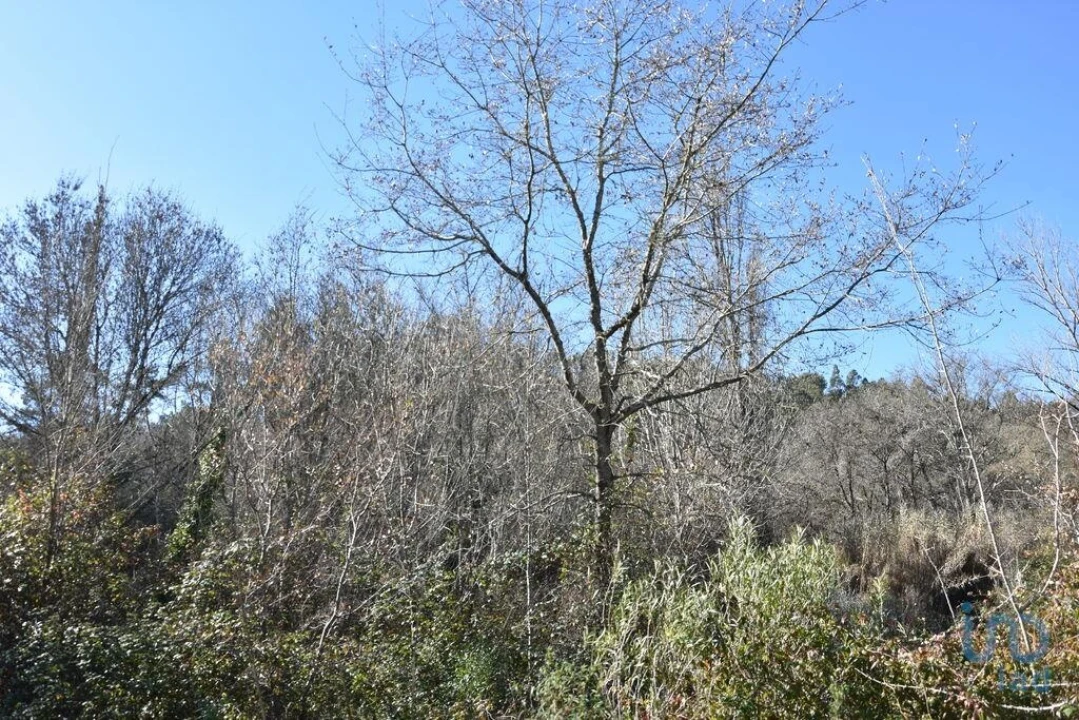 Terreno para Venda em Freixianda, Ribeira do Fárrio e Formigais Foto 14