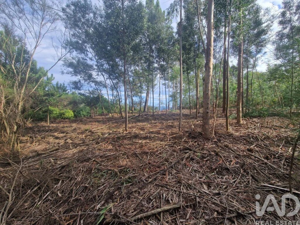 Terreno para Venda em Nogueira, Meixedo e Vilar de Murteda Foto 23