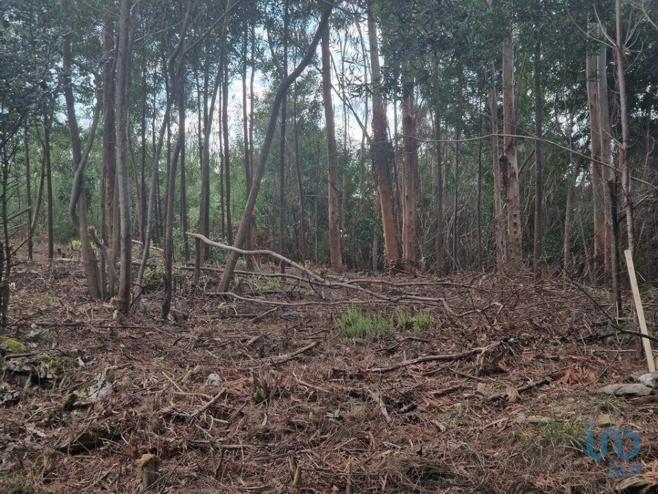 Terreno para Venda em Nogueira, Meixedo e Vilar de Murteda Foto 12
