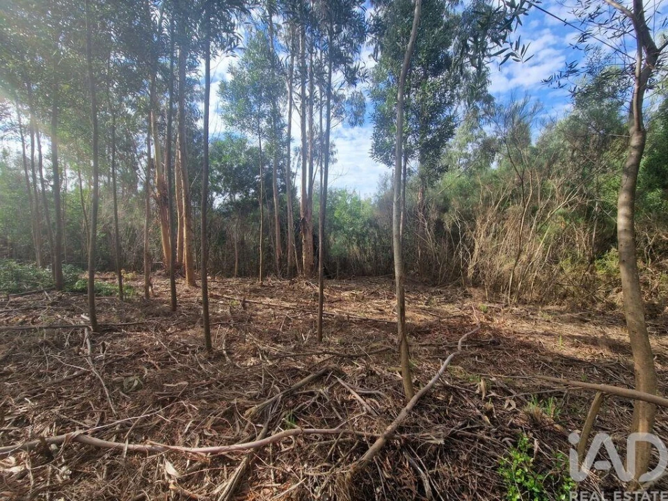 Terreno para Venda em Nogueira, Meixedo e Vilar de Murteda Foto 28