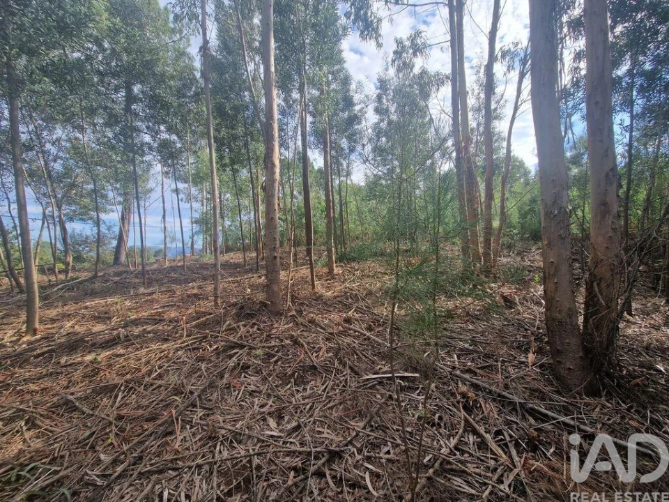 Terreno para Venda em Nogueira, Meixedo e Vilar de Murteda Foto 22