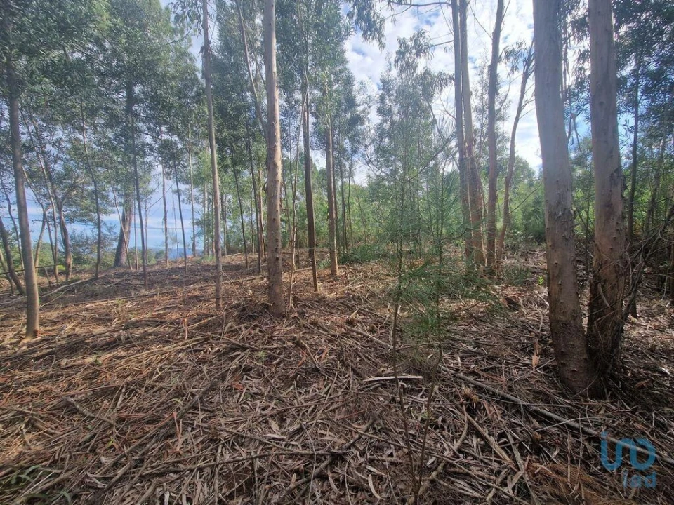 Terreno para Venda em Nogueira, Meixedo e Vilar de Murteda Foto 4