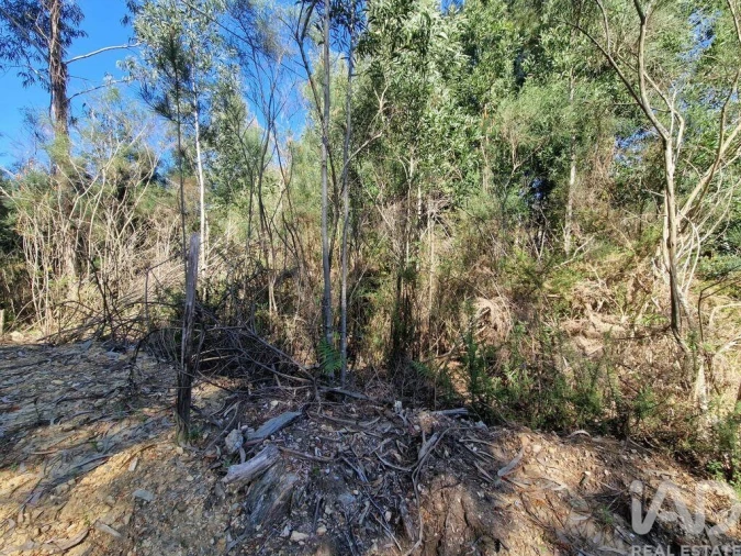 Terreno para Venda em Nogueira, Meixedo e Vilar de Murteda Foto 5