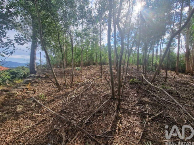 Terreno para Venda em Nogueira, Meixedo e Vilar de Murteda Foto 29