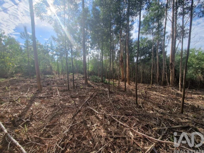 Terreno para Venda em Nogueira, Meixedo e Vilar de Murteda Foto 27