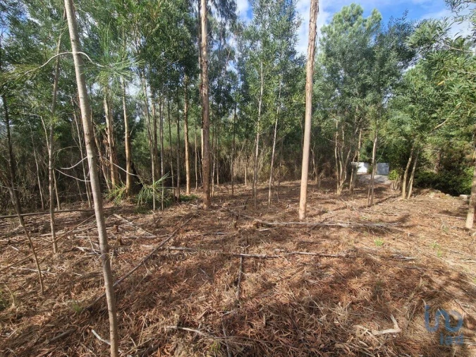 Terreno para Venda em Nogueira, Meixedo e Vilar de Murteda Foto 6