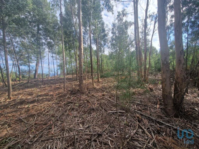 Terreno para Venda em Nogueira, Meixedo e Vilar de Murteda Foto 3