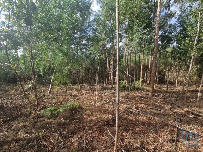 Terreno para Venda em Nogueira, Meixedo e Vilar de Murteda Foto 5