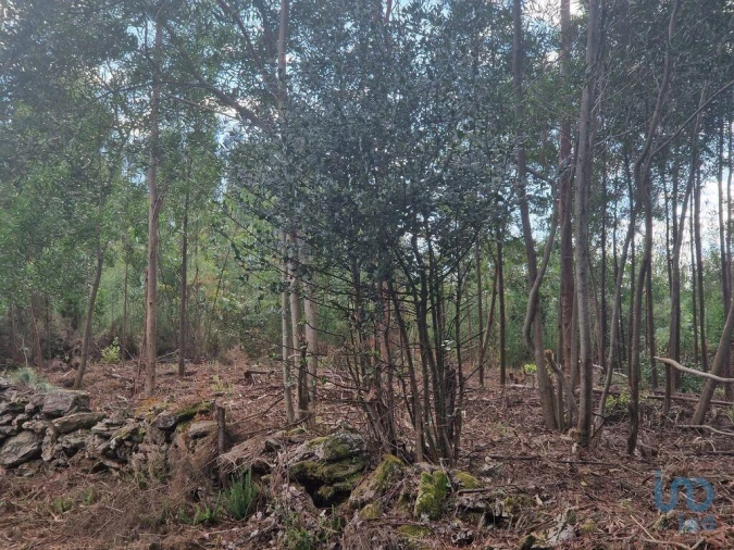 Terreno para Venda em Nogueira, Meixedo e Vilar de Murteda Foto 11