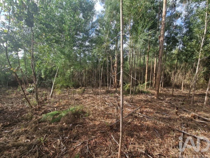 Terreno para Venda em Nogueira, Meixedo e Vilar de Murteda Foto 25