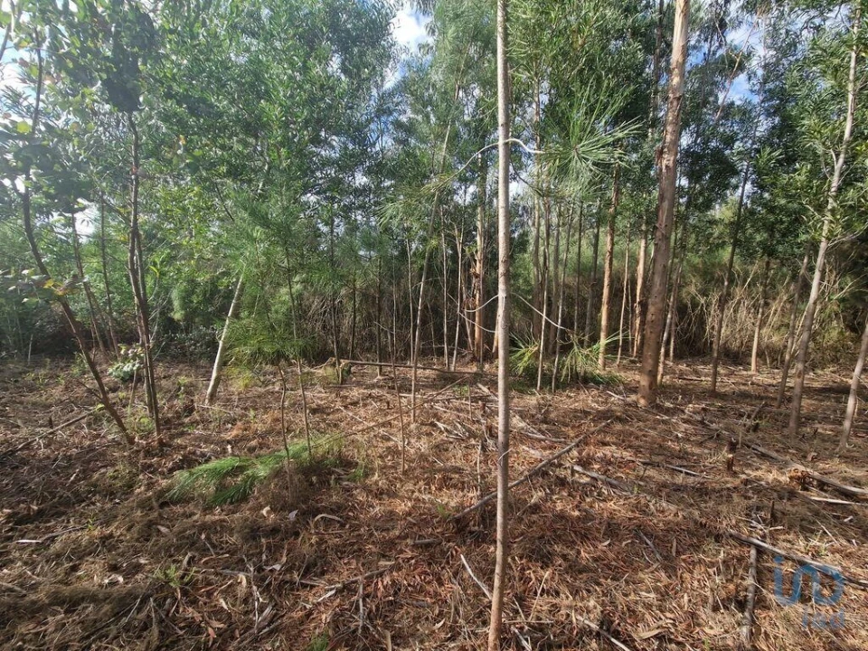 Terreno para Venda em Nogueira, Meixedo e Vilar de Murteda Foto 5