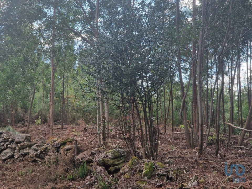 Terreno para Venda em Nogueira, Meixedo e Vilar de Murteda Foto 11
