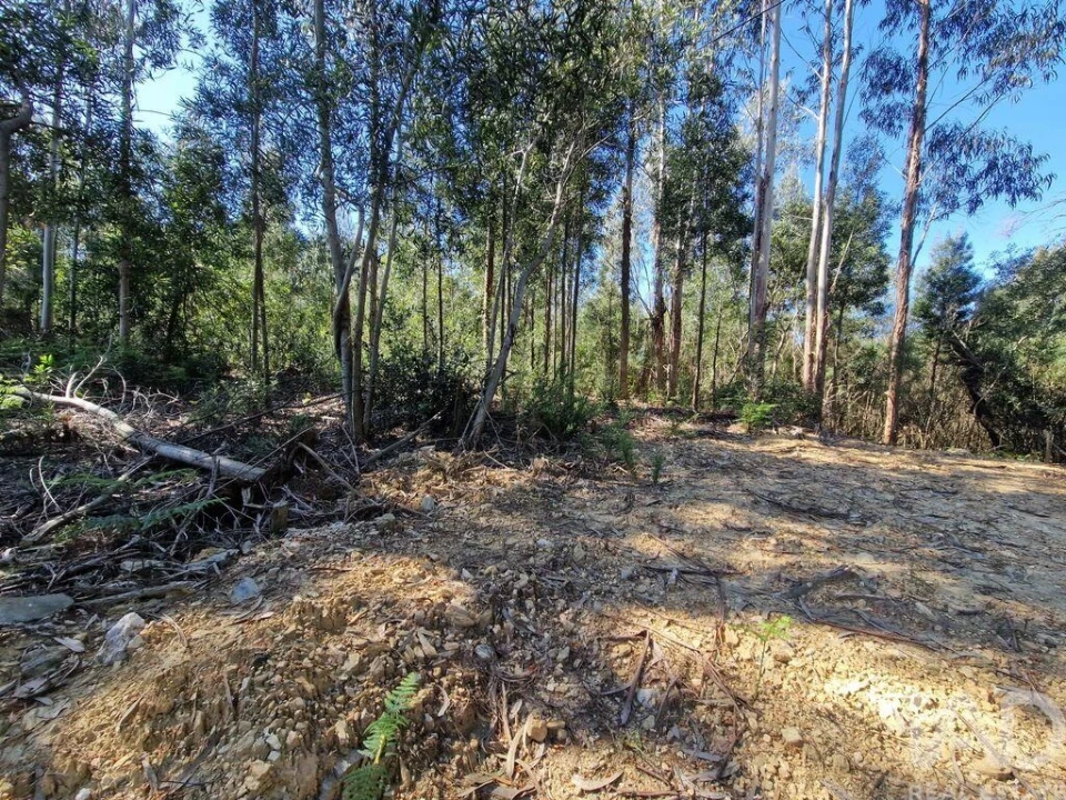 Terreno para Venda em Nogueira, Meixedo e Vilar de Murteda Foto 21