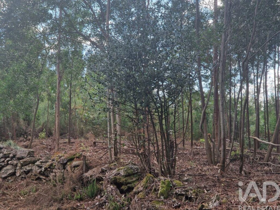 Terreno para Venda em Nogueira, Meixedo e Vilar de Murteda Foto 30