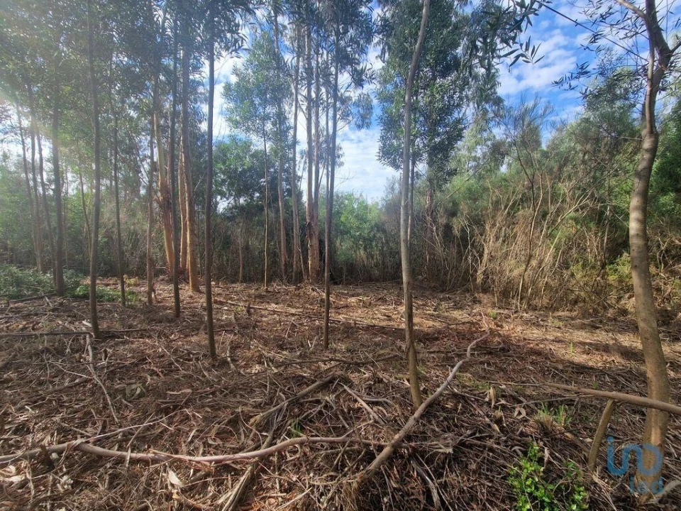 Terreno para Venda em Nogueira, Meixedo e Vilar de Murteda Foto 8