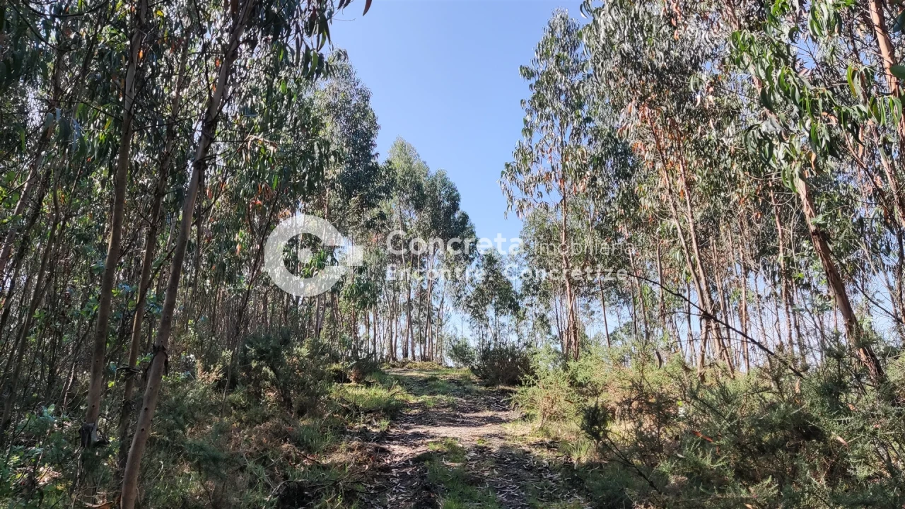 Moradia T0 para Venda em Leitões, Oleiros e Figueiredo Foto 10