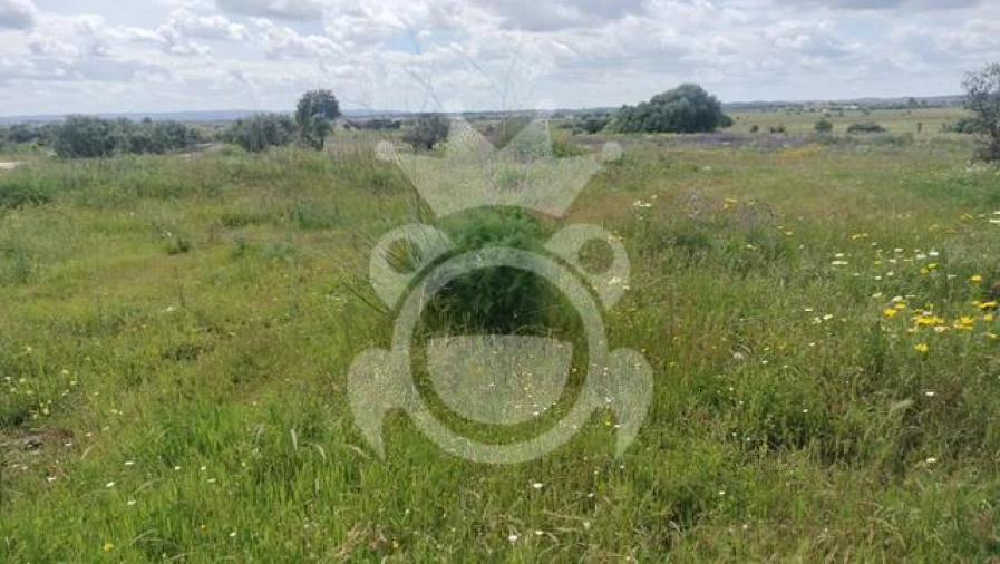 Terreno para Venda em Reguengos de Monsaraz Foto 4