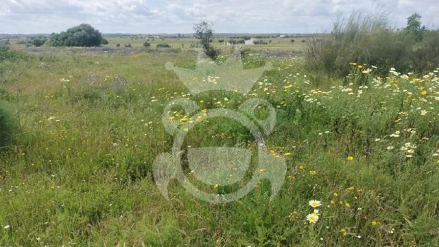 Terreno para Venda em Reguengos de Monsaraz Foto 5