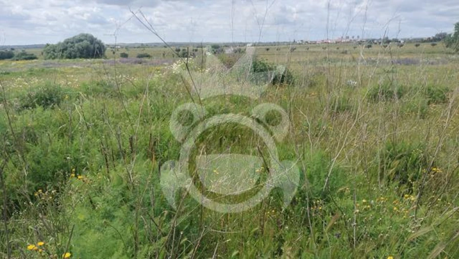 Terreno para Venda em Reguengos de Monsaraz Foto 2