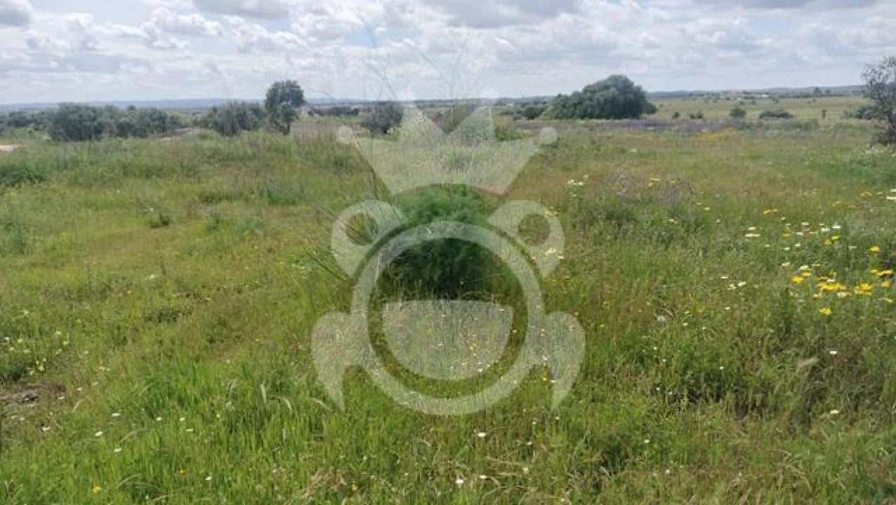 Terreno para Venda em Reguengos de Monsaraz Foto 4