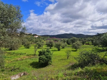 Terreno para Venda em Querença, Tôr e Benafim