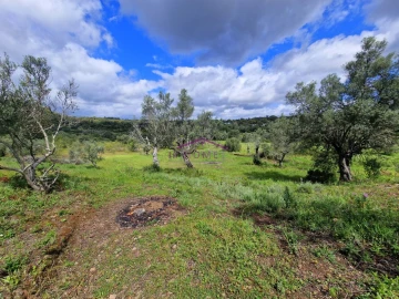 Terreno para Venda em Querença, Tôr e Benafim