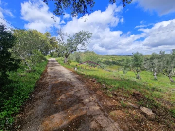 Terreno para Venda em Querença, Tôr e Benafim