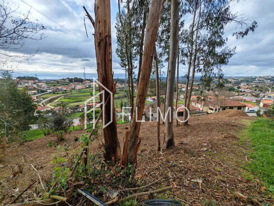 Terreno para Venda em Pinheiro da Bemposta, Travanca e Palmaz Foto 3