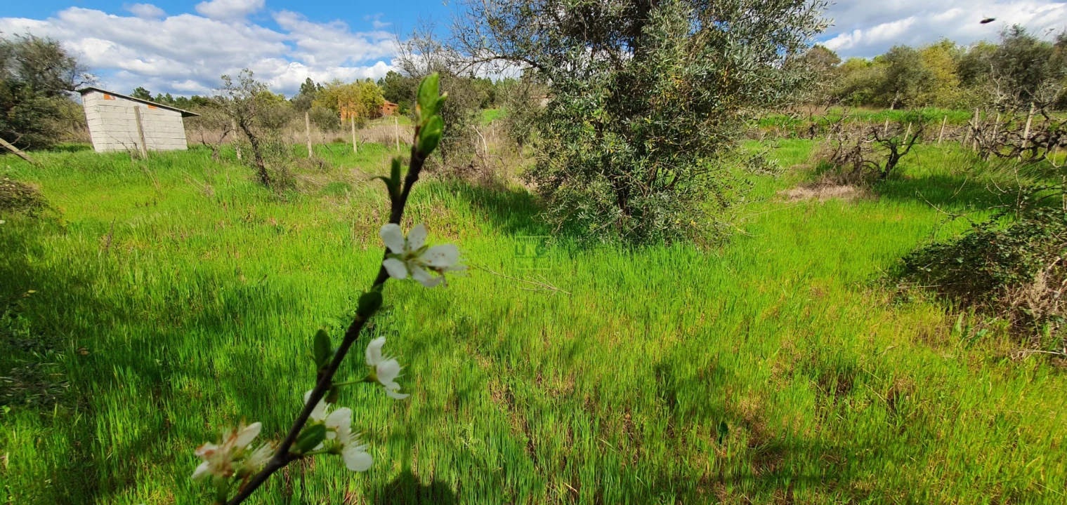 Terreno para Venda em Sarzedas Foto 10