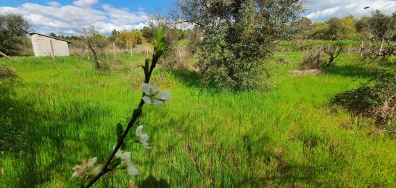 Terreno para Venda em Sarzedas