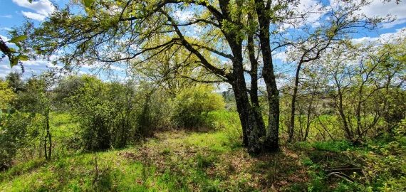 Terreno para Venda em Sarzedas