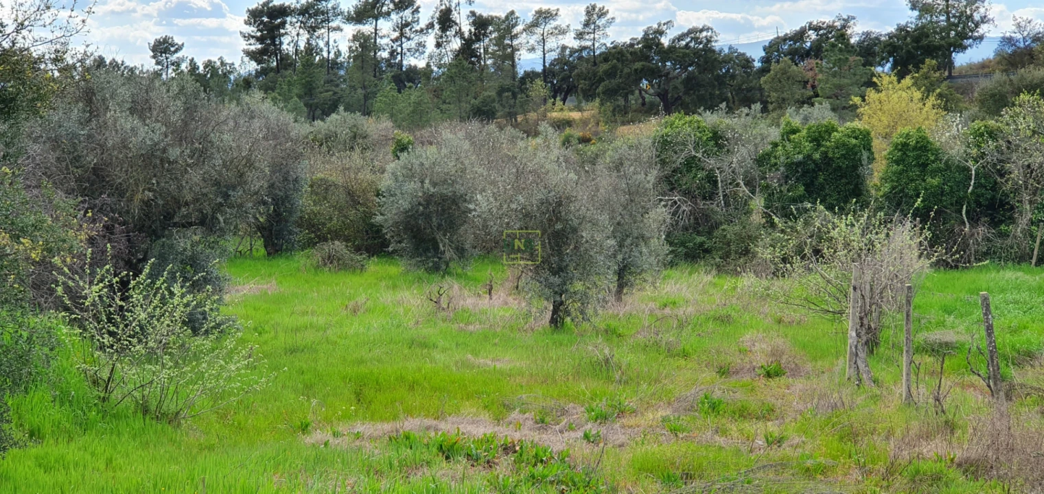 Terreno para Venda em Sarzedas Foto 13